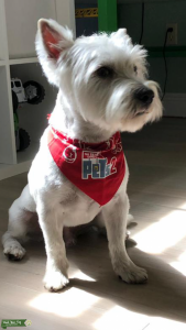 Handsome Westie looking for a cute lady Listing Image