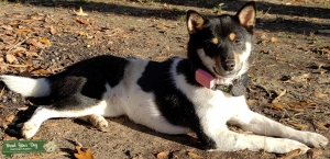 Beautiful black and tan shiba with white markings looking for black and tan stud Listing Image