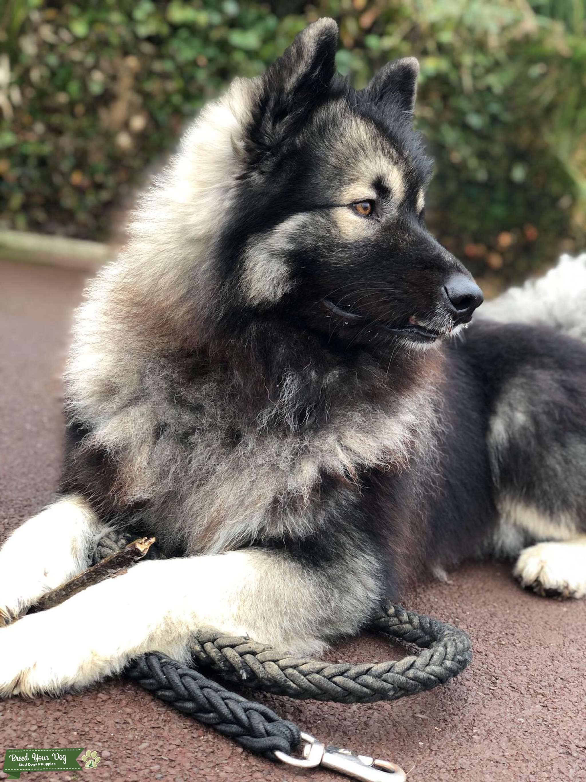eurasier x keeshond