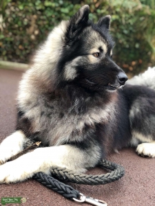 Malamute x Keeshond Listing Image