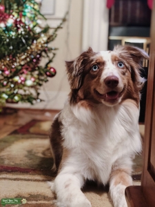 Looking for an AKC Male  Listing Image