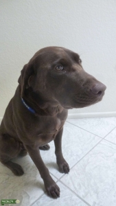 AKC LABRADOR RETRIEVER -HUNTING LINEAGE Listing Image
