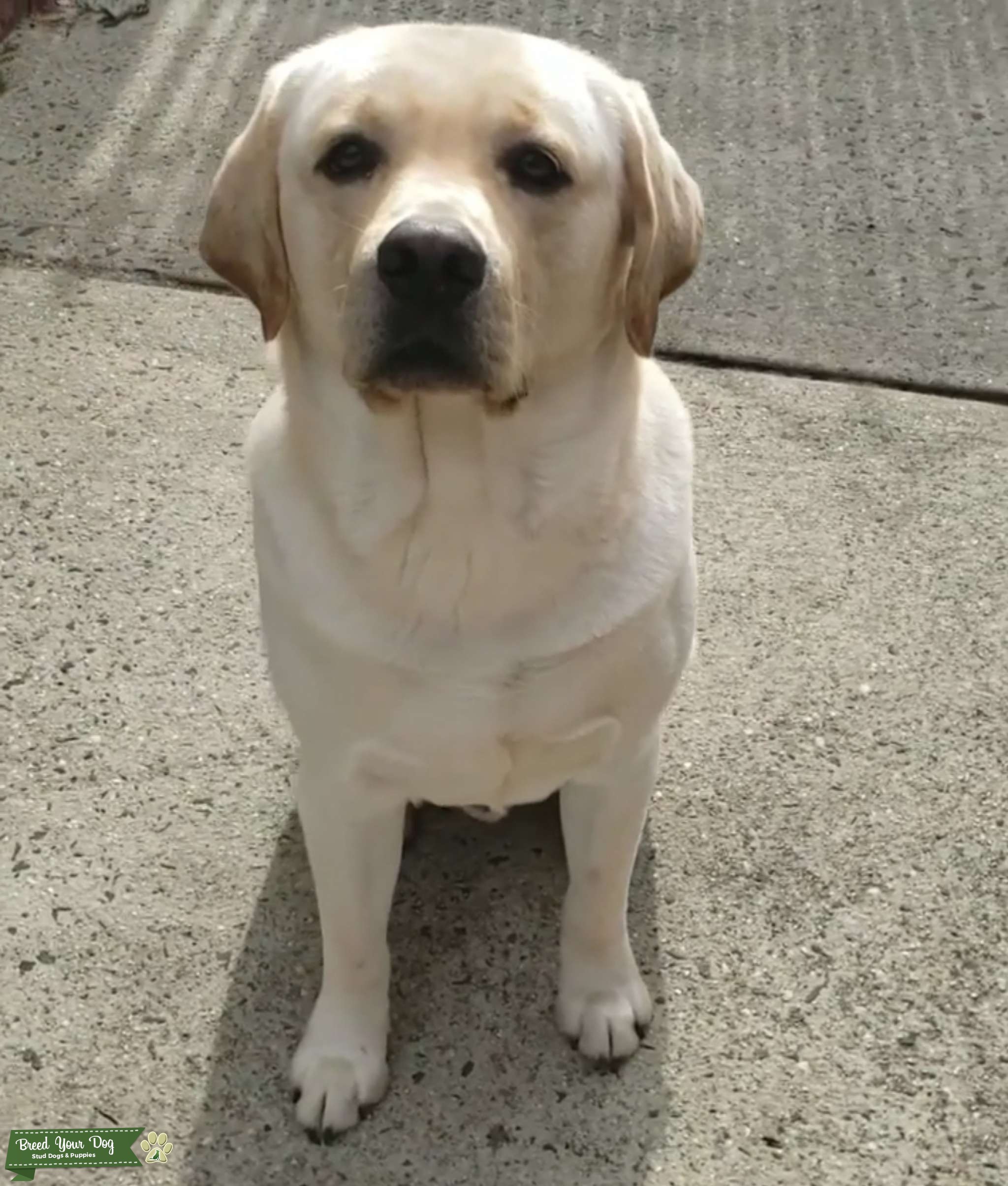 Handsome golden labrador looking for a mate Stud Dog in valley stream
