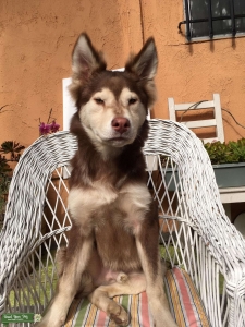 Wolfdog Stud Listing Image