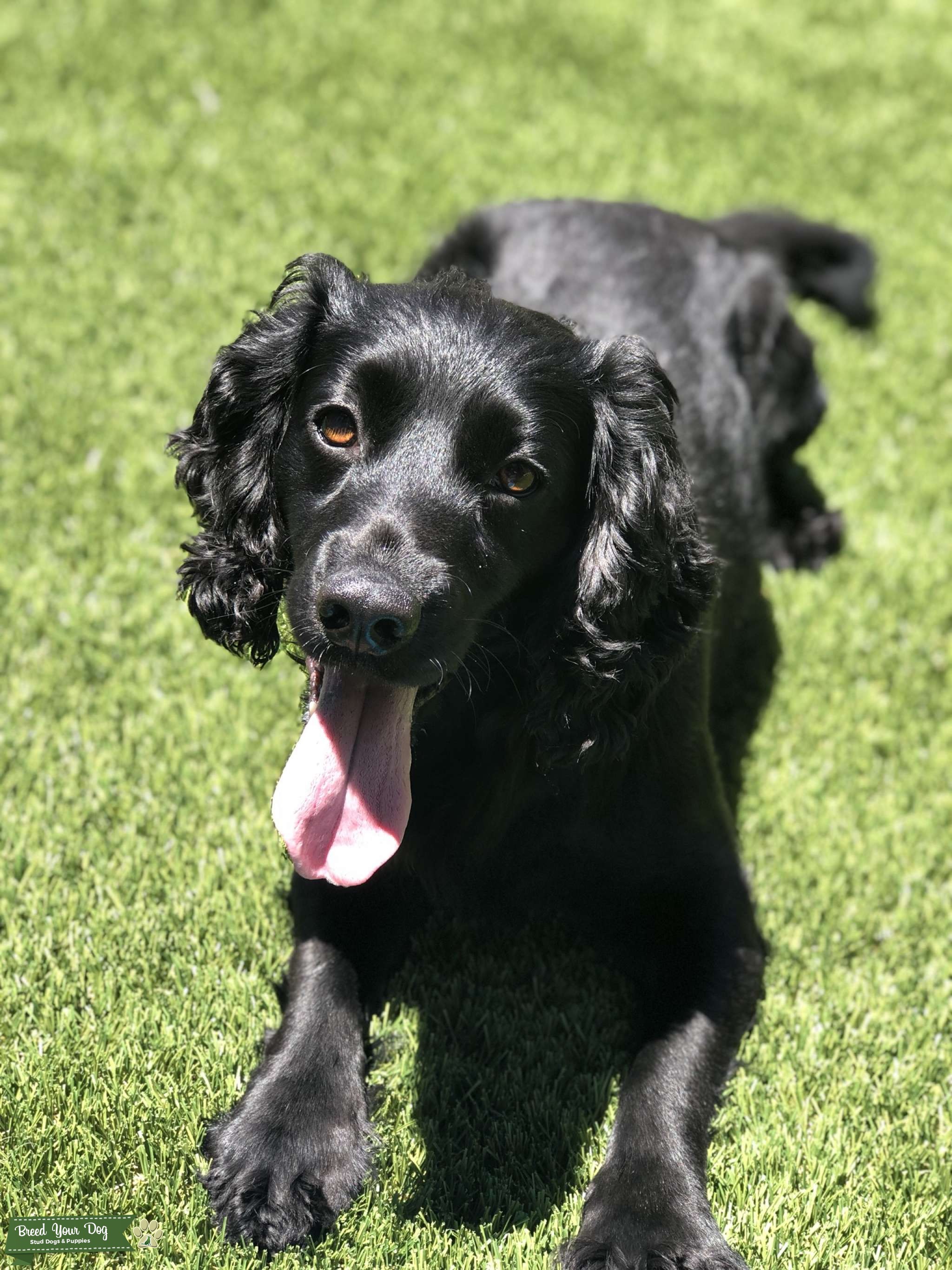 English Cocker Spaniel Stud Stud Dog in North Carolina , the United