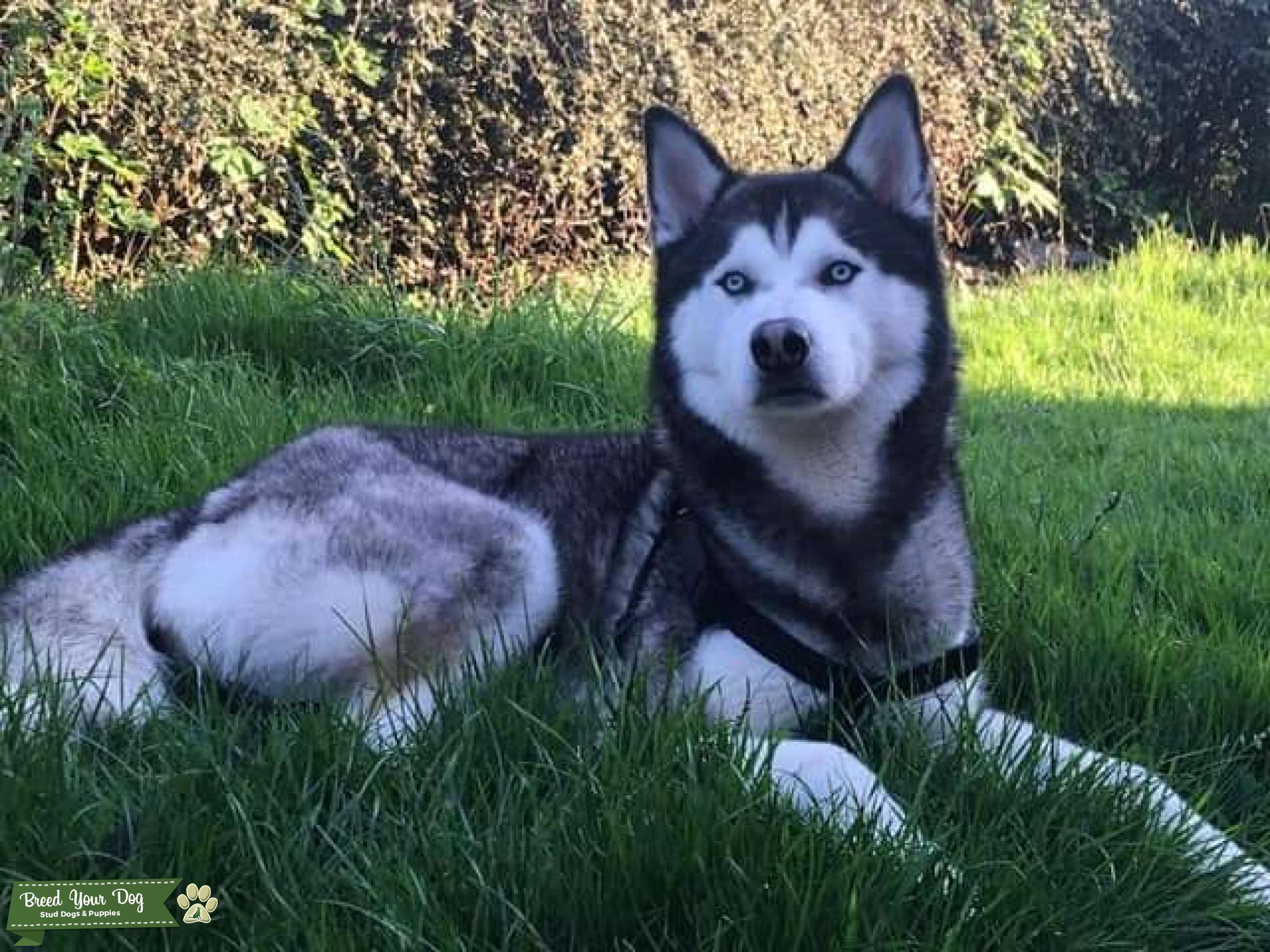 Siberian husky / alaskan malamute Stud Dog in Leicester, the United