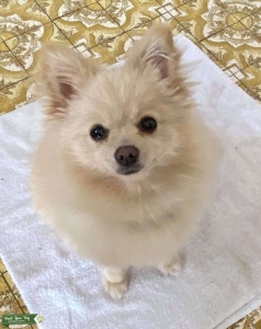 Female creme Pomeranian waiting for boyfriend Listing Image