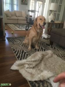 Handsome Golden Listing Image