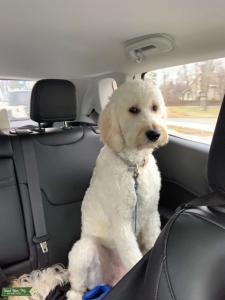 Goldendoodle ready to stud in March Listing Image