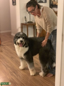 Bernedoodle Male looking for Bitch Listing Image