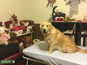 Golden Retriever Listing Image