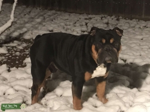 Tri color English bulldog akc cert Listing Image