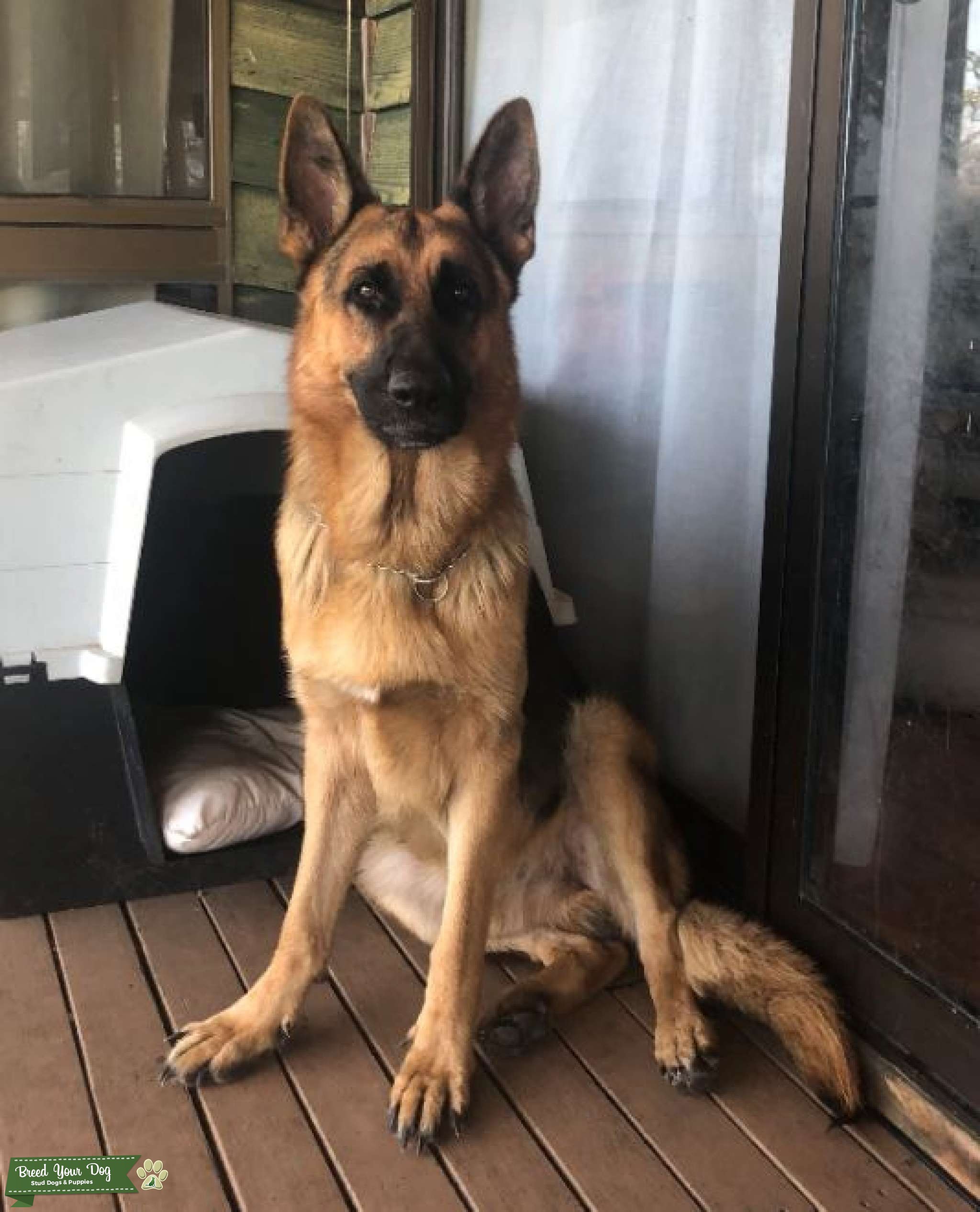 German Shepherd Dog - Stud Service - Stud Dog Gold Coast - Breed Your Dog