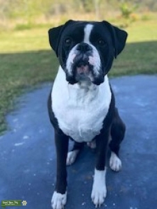 (CKC) black and white Boxer Stud! Listing Image