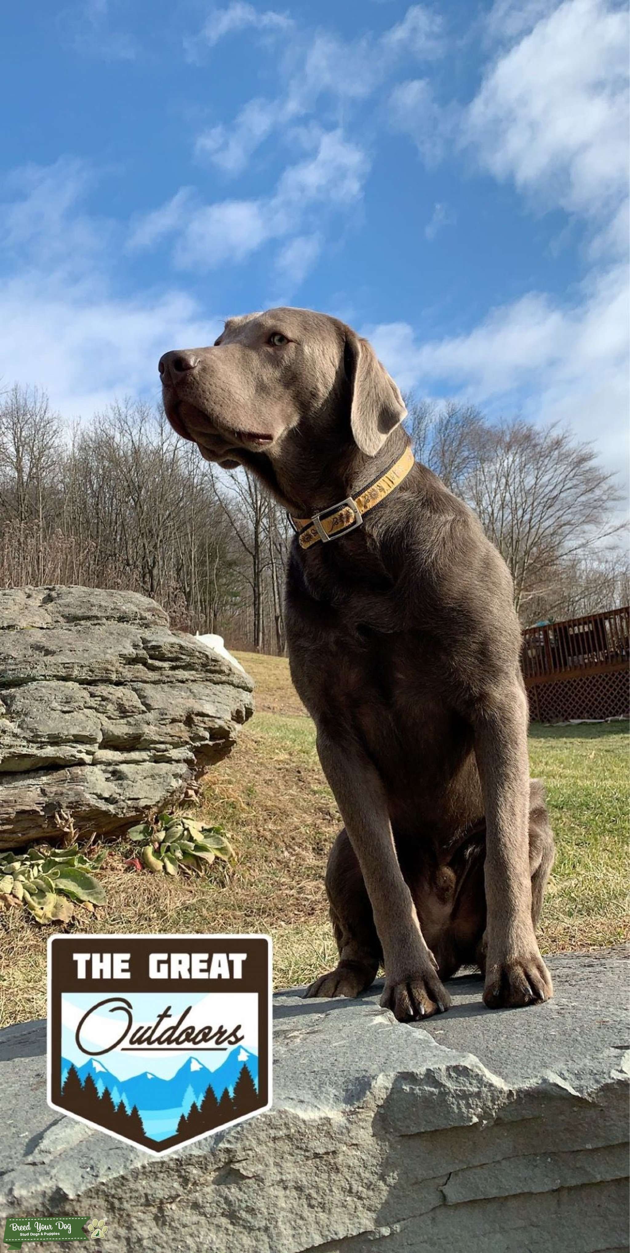 Akc silver english labrador guarenteed stud service available Stud