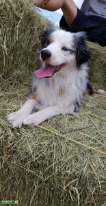 Mini Australian Shepherd Stud Looking for a Female Listing Image