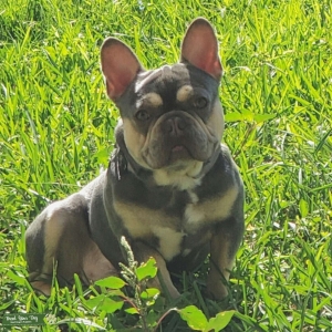 Frenchie Stud Listing Image