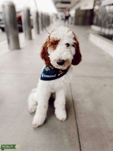 Pardi Poodle Listing Image