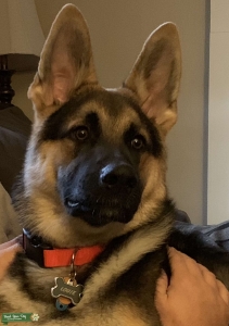 Ohio GSD Stud looking for Classy Gal Listing Image