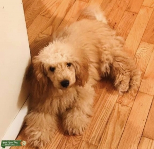 Taking Inquiries On Miniature Poodle Stud! Listing Image