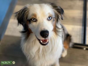 Miniature Australian Shepherd Blue Merle Stud, 36 lbs Listing Image