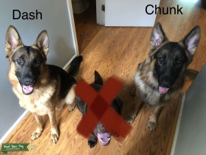 2 German Shepherd studs Listing Image