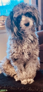 Aussie Poo looking for Toy stud Listing Image