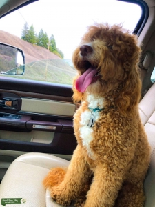 Australian Labradoodle  Listing Image