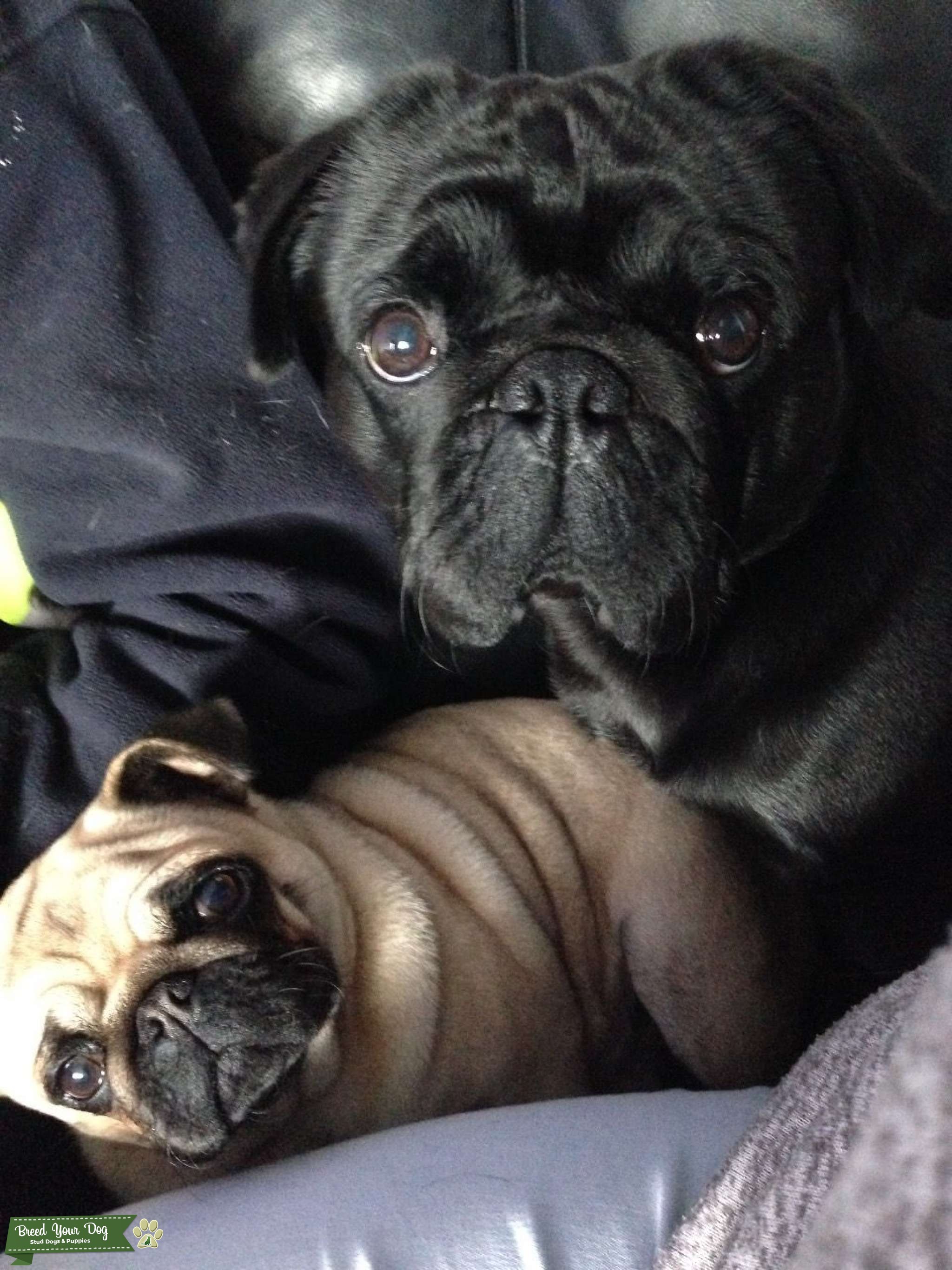 Kc pug for stud Stud Dog in West Midlands , United States Breed