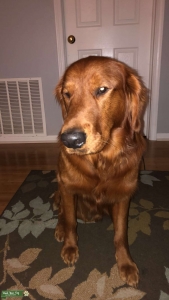 Red Golden Stud/ Message for better pics!! Listing Image