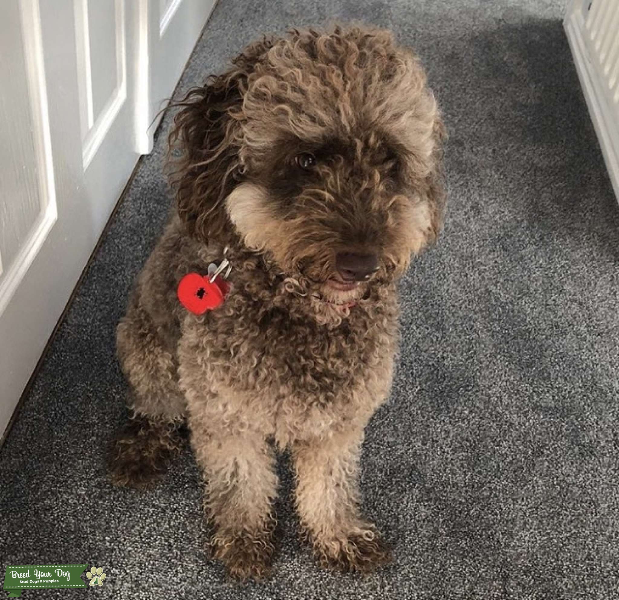Chocolate cockapoo F1B Stud Dog in Tamworth, the United States