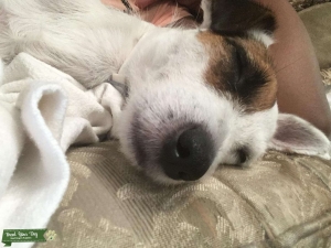 Jack Russell Stud Dogs Available Now Breed Your Dog