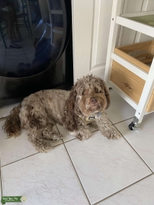Chocolate merle cockapoo Listing Image