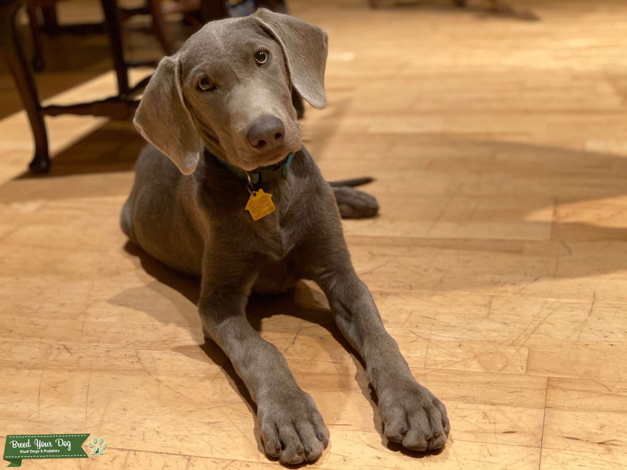 Silver Lab Stud Stud Dog in California , the United States Breed Your Dog