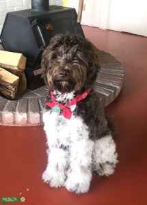 Stud Dog Parti Border Doodle Red And White Breed Your Dog Stud Dog Parti Border Doodle Red And White Breed Your Dog