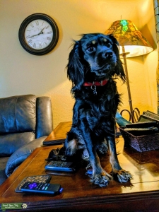 caviler/cocker spaniel Listing Image