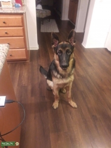Stud looking for female Listing Image