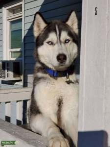 Siberian husky Listing Image