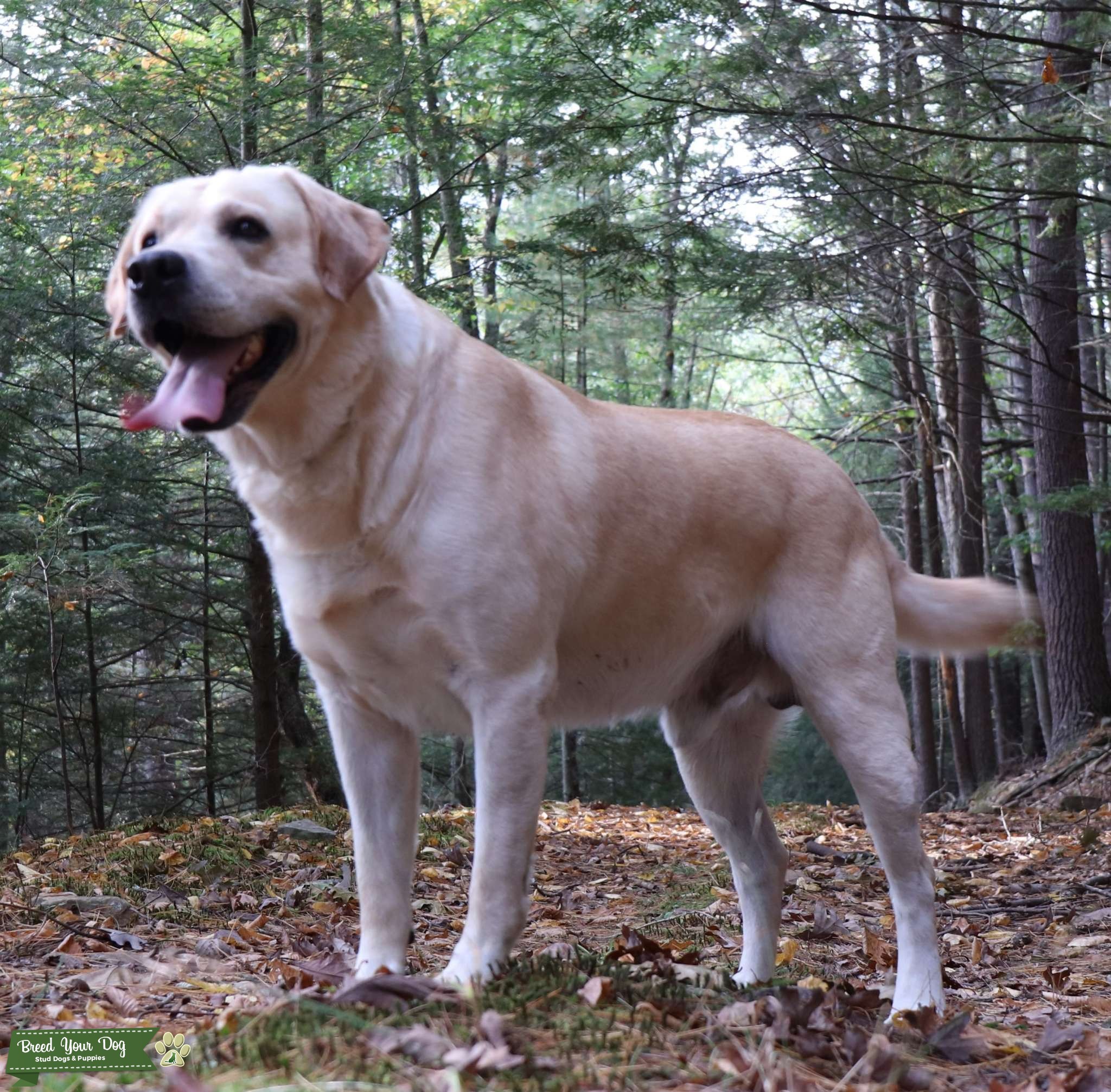 Yellow Labrador Retriever Stud Dog Stud Dog in Pennsylvania, United