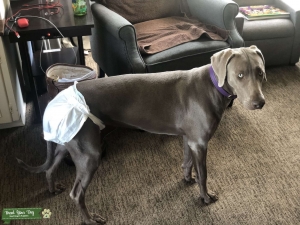 Female Weimaraner to breed Listing Image