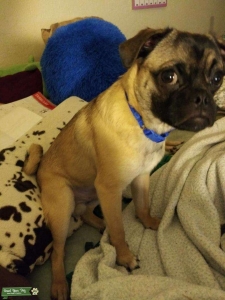 Retro puggy Listing Image