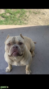 Pocket Bully  Listing Image