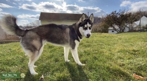 Stud Siberian Husky  Listing Image