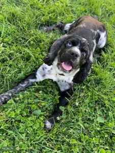 merle cocker spaniel