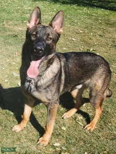AKC - German Shepherd Stud Listing Image