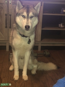 Male Husky Stud Listing Image