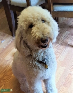 Goldendoodle Listing Image