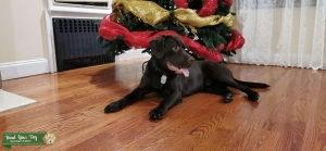 Labrador R.  Male looking for a female Listing Image