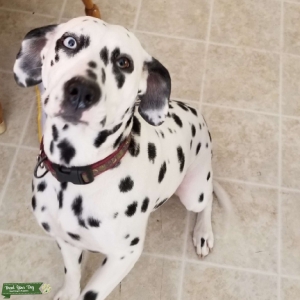 Female Dalmatian looking for mate Listing Image