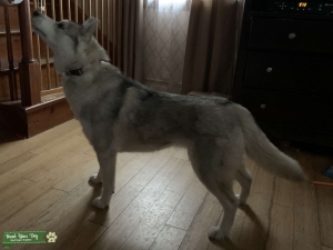 AKC Female Looking for AKC Stud Listing Image